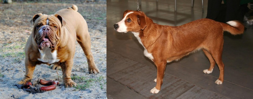 Osterreichischer Kurzhaariger Pinscher vs Australian Bulldog - Breed Comparison