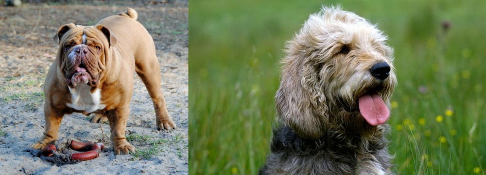 Otterhound vs Australian Bulldog - Breed Comparison