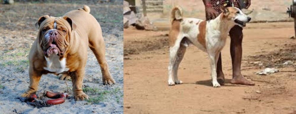Pandikona vs Australian Bulldog - Breed Comparison