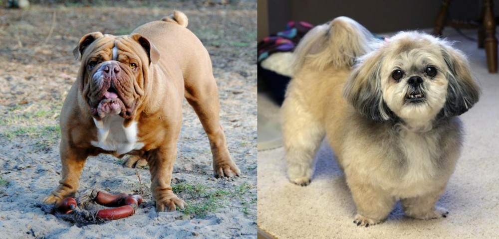 PekePoo vs Australian Bulldog - Breed Comparison