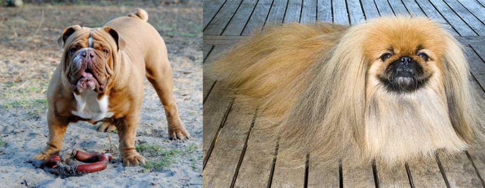 Pekingese vs Australian Bulldog - Breed Comparison