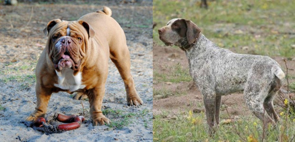 Perdiguero de Burgos vs Australian Bulldog - Breed Comparison