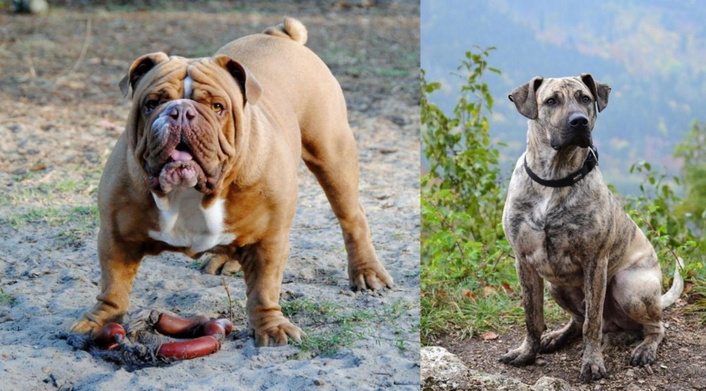 Perro Cimarron vs Australian Bulldog - Breed Comparison