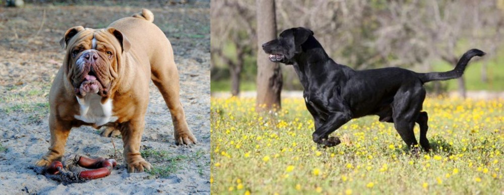 Perro de Pastor Mallorquin vs Australian Bulldog - Breed Comparison