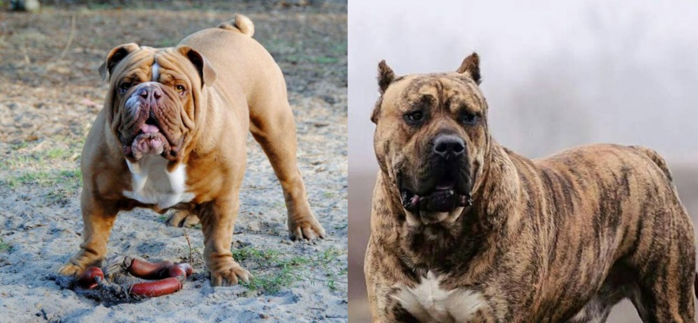 Perro de Presa Canario vs Australian Bulldog - Breed Comparison