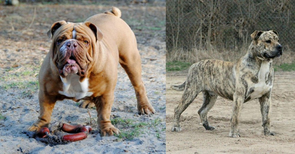 Perro de Presa Mallorquin vs Australian Bulldog - Breed Comparison