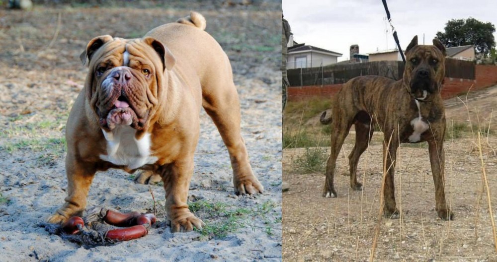 Perro de Toro vs Australian Bulldog - Breed Comparison