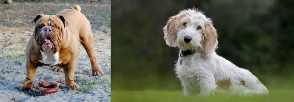 Petit Basset Griffon Vendeen vs Australian Bulldog - Breed Comparison