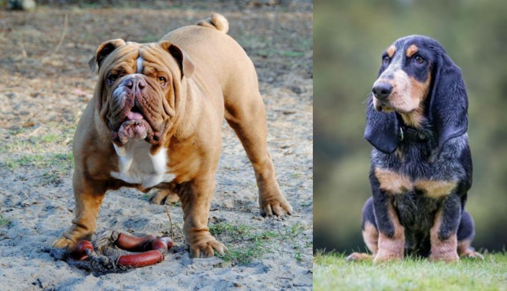 Petit Bleu de Gascogne vs Australian Bulldog - Breed Comparison