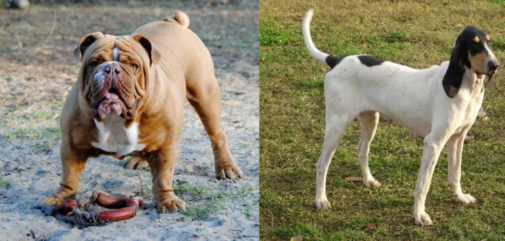 Petit Gascon Saintongeois vs Australian Bulldog - Breed Comparison