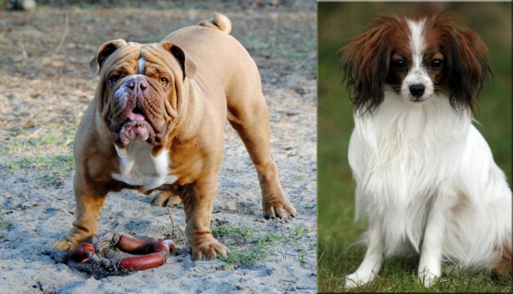 Phalene vs Australian Bulldog - Breed Comparison