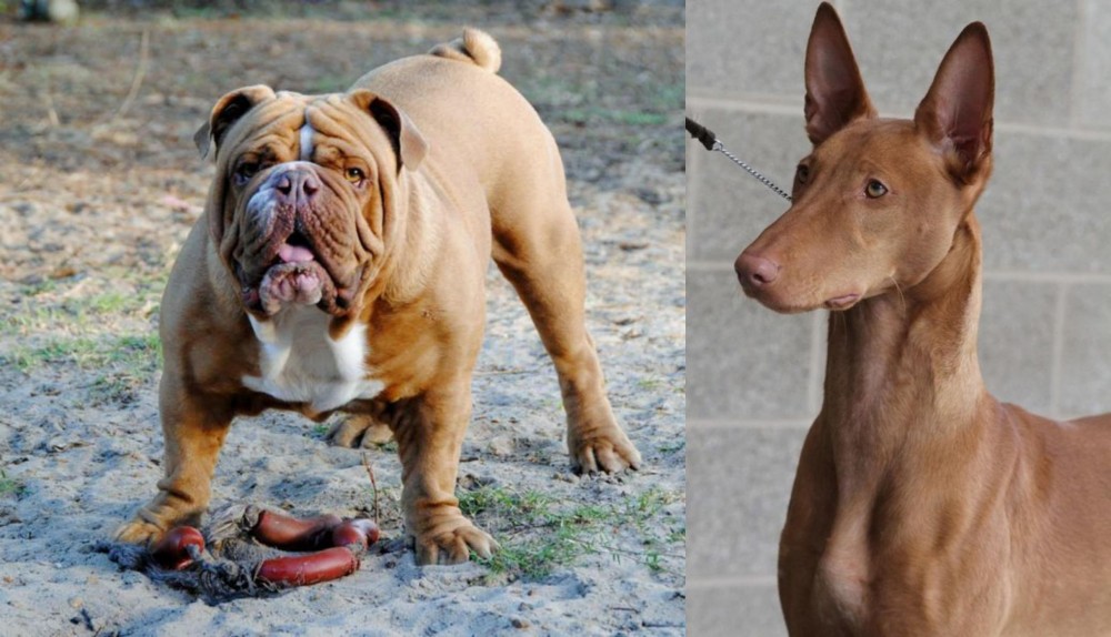 Pharaoh Hound vs Australian Bulldog - Breed Comparison