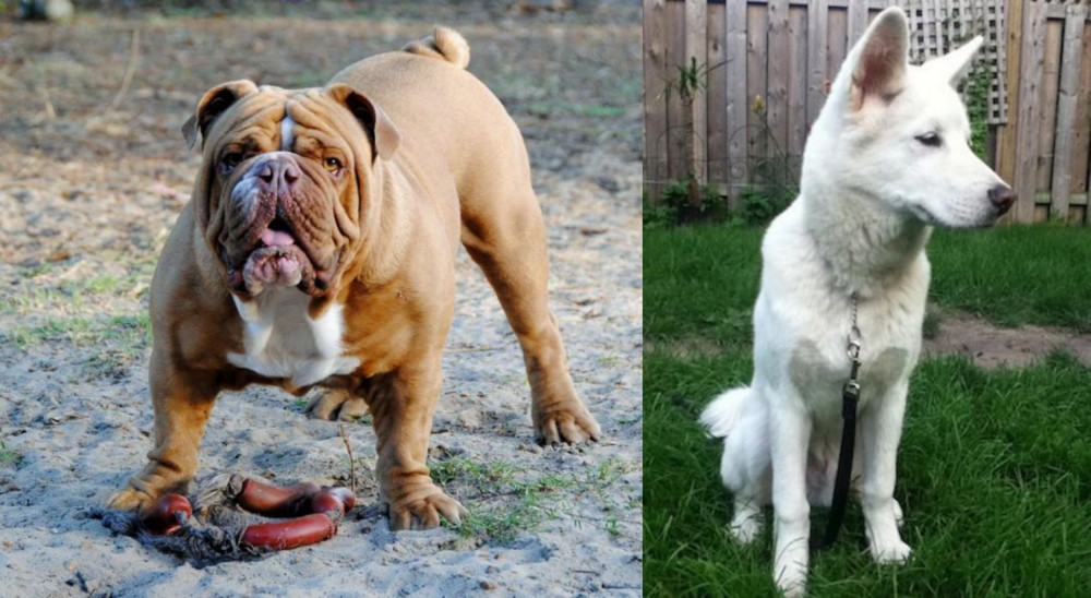 Phung San vs Australian Bulldog - Breed Comparison