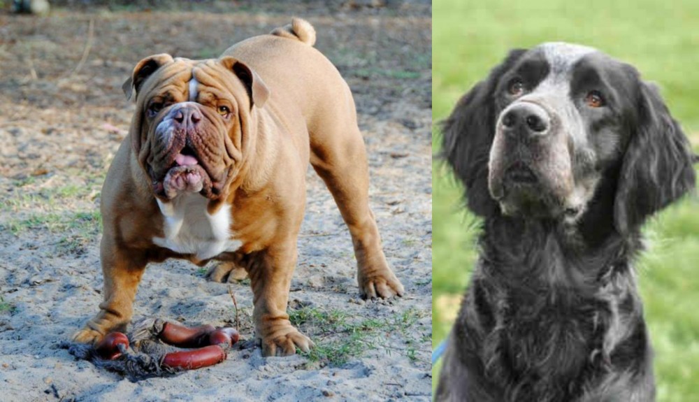 Picardy Spaniel vs Australian Bulldog - Breed Comparison
