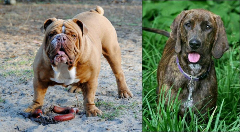 Plott Hound vs Australian Bulldog - Breed Comparison