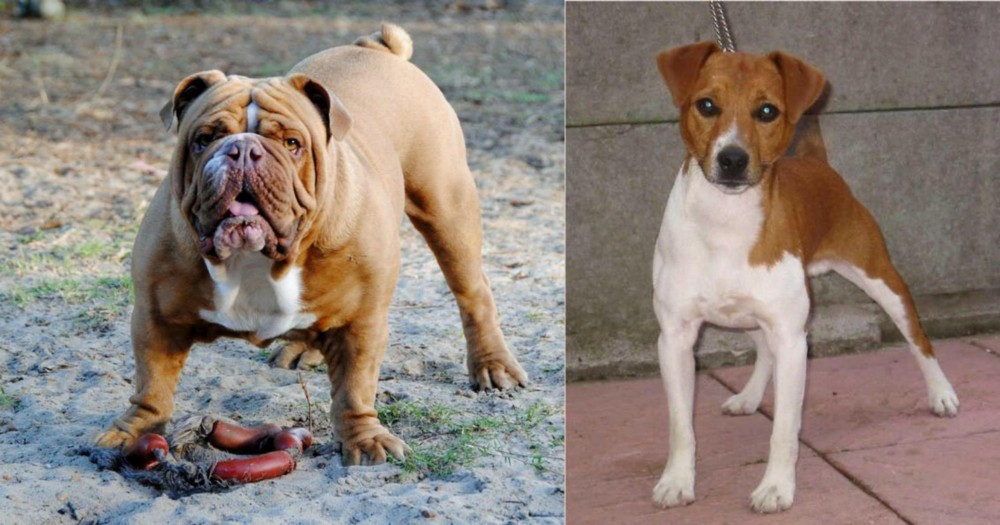 Plummer Terrier vs Australian Bulldog - Breed Comparison