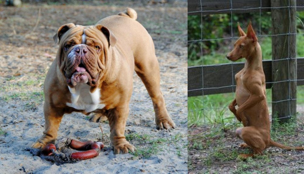 Podenco Andaluz vs Australian Bulldog - Breed Comparison