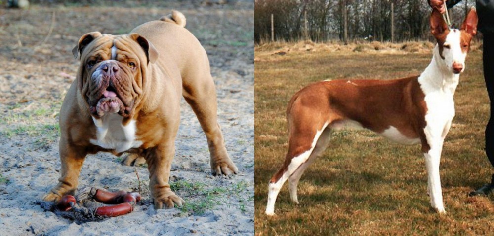 Podenco Canario vs Australian Bulldog - Breed Comparison