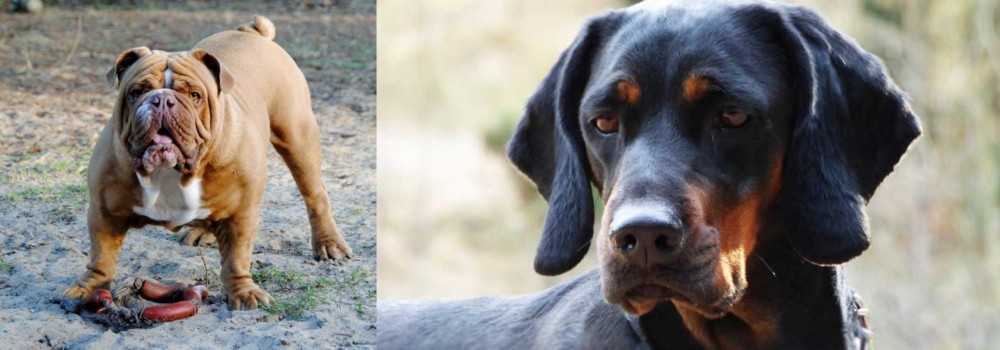 Polish Hunting Dog vs Australian Bulldog - Breed Comparison
