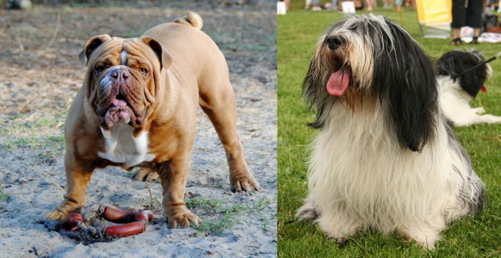 Polish Lowland Sheepdog vs Australian Bulldog - Breed Comparison