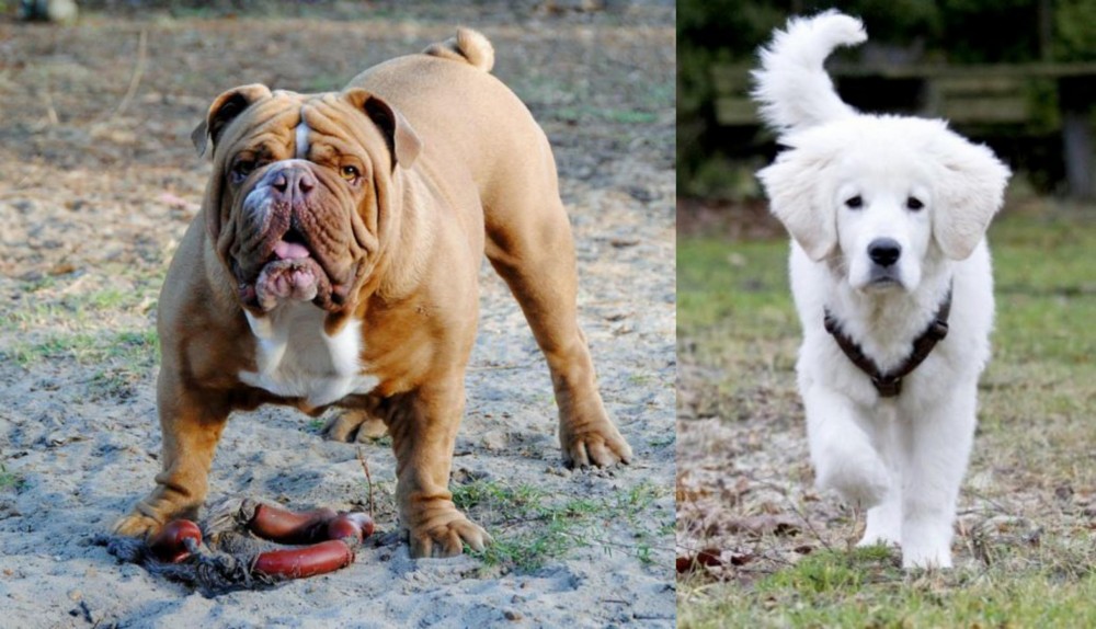 Polish Tatra Sheepdog vs Australian Bulldog - Breed Comparison