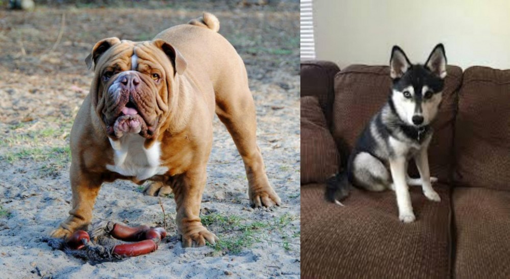 Pomsky vs Australian Bulldog - Breed Comparison