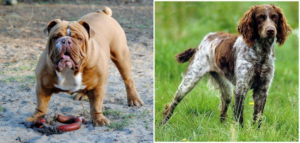 Pont-Audemer Spaniel vs Australian Bulldog - Breed Comparison