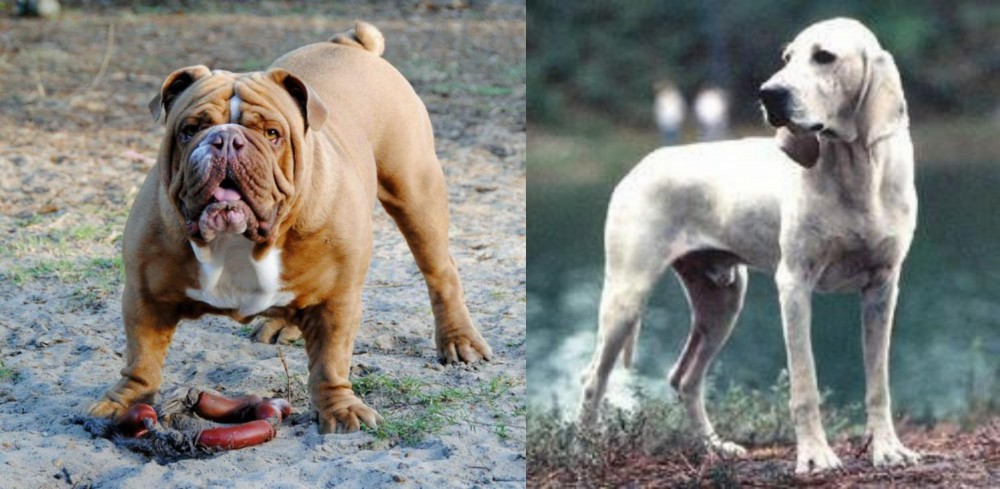 Porcelaine vs Australian Bulldog - Breed Comparison
