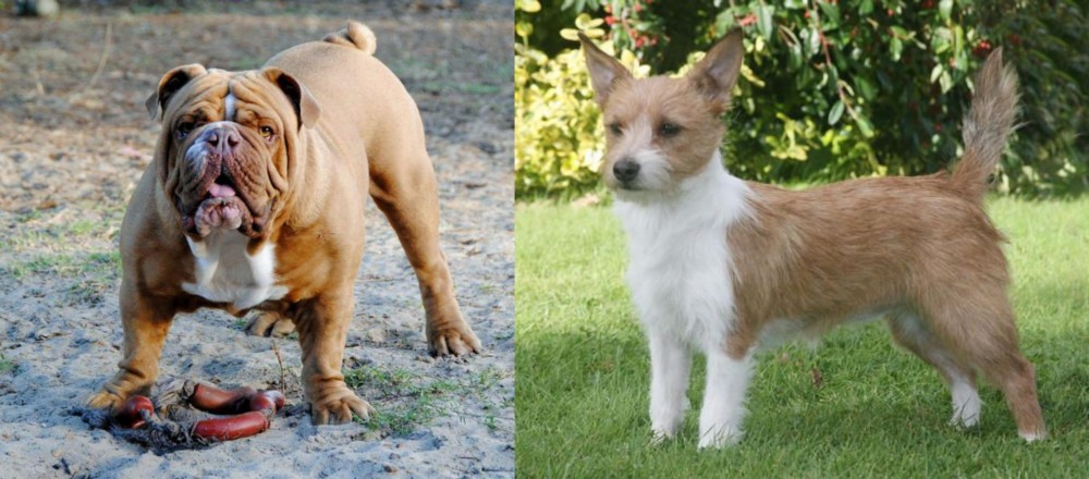 Portuguese Podengo vs Australian Bulldog - Breed Comparison