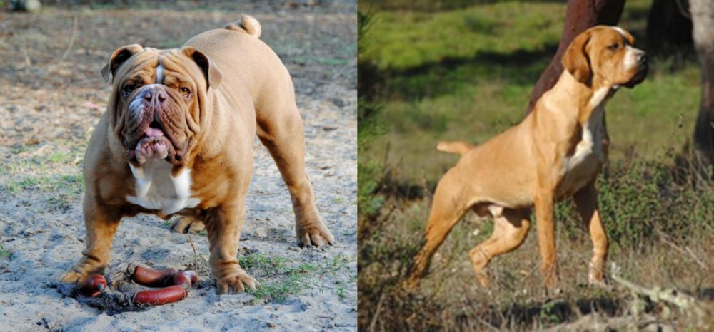 Portuguese Pointer vs Australian Bulldog - Breed Comparison