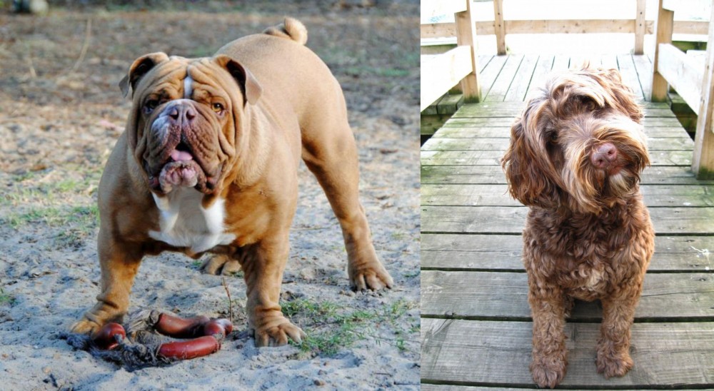 Portuguese Water Dog vs Australian Bulldog - Breed Comparison
