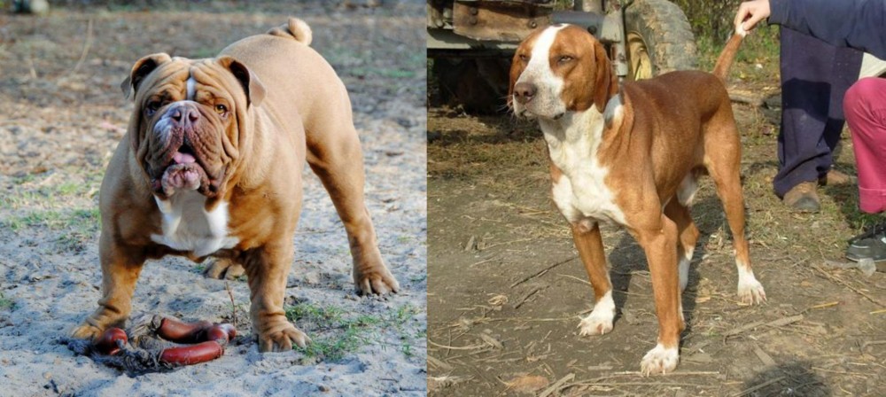 Posavac Hound vs Australian Bulldog - Breed Comparison