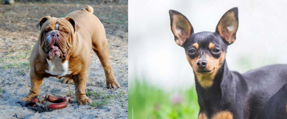 Prazsky Krysarik vs Australian Bulldog - Breed Comparison