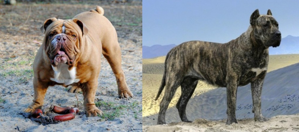Presa Canario vs Australian Bulldog - Breed Comparison