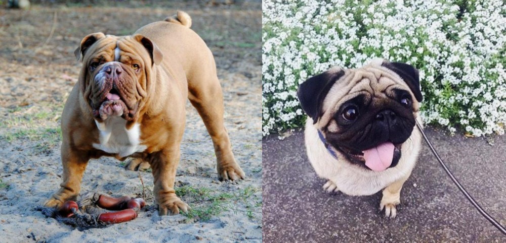 Pug vs Australian Bulldog - Breed Comparison
