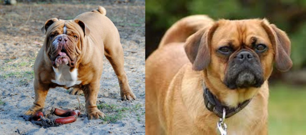 Pugalier vs Australian Bulldog - Breed Comparison