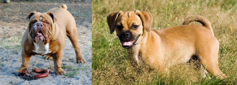 Puggle vs Australian Bulldog - Breed Comparison