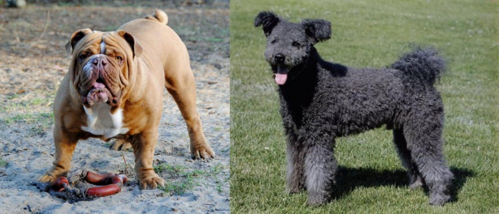 Pumi vs Australian Bulldog - Breed Comparison