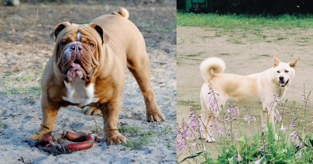 Pungsan Dog vs Australian Bulldog - Breed Comparison