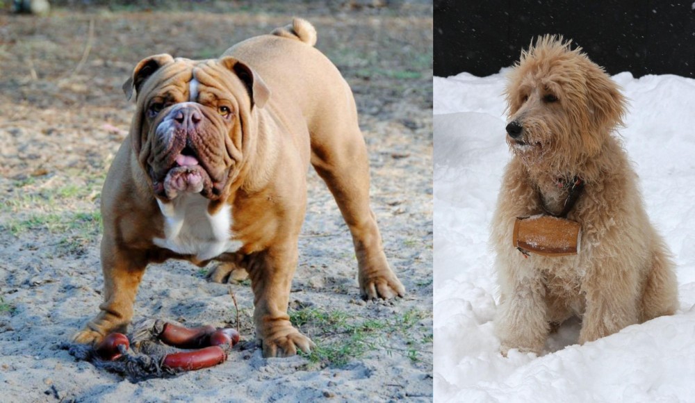 Pyredoodle vs Australian Bulldog - Breed Comparison