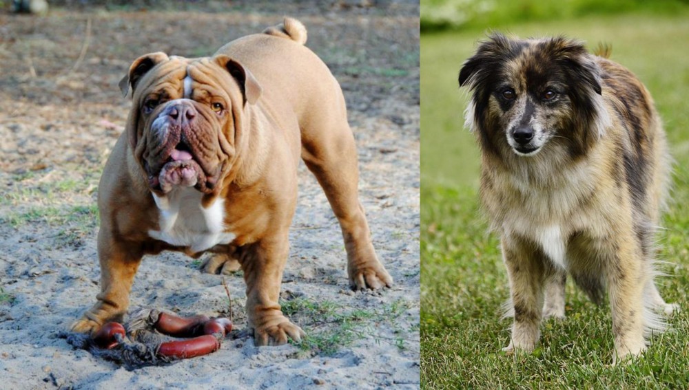 Pyrenean Shepherd vs Australian Bulldog - Breed Comparison