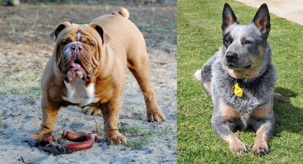 Queensland Heeler vs Australian Bulldog - Breed Comparison