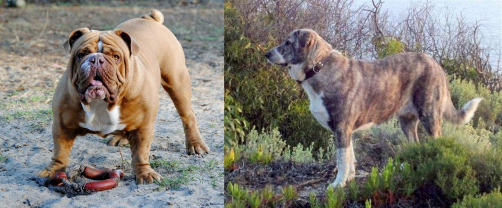 Rafeiro do Alentejo vs Australian Bulldog - Breed Comparison