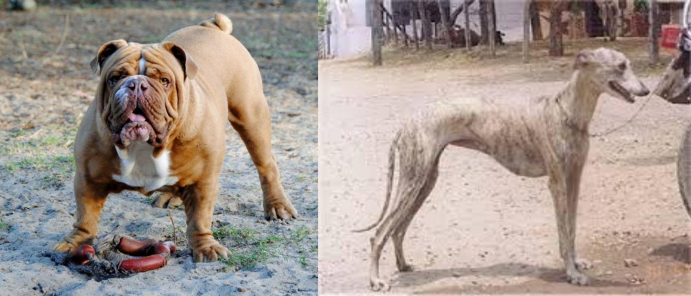 Rampur Greyhound vs Australian Bulldog - Breed Comparison