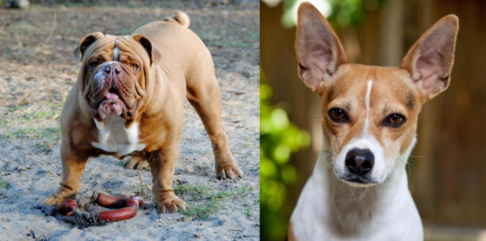 Rat Terrier vs Australian Bulldog - Breed Comparison