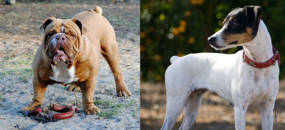 Ratonero Bodeguero Andaluz vs Australian Bulldog - Breed Comparison