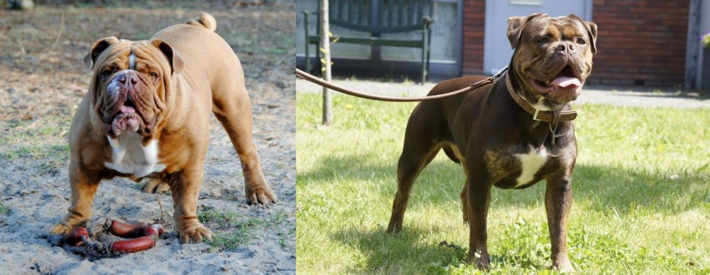 Renascence Bulldogge vs Australian Bulldog - Breed Comparison