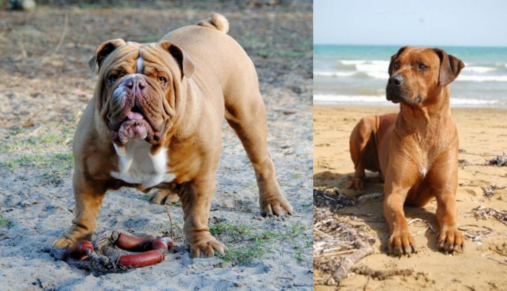 Rhodesian Ridgeback vs Australian Bulldog - Breed Comparison