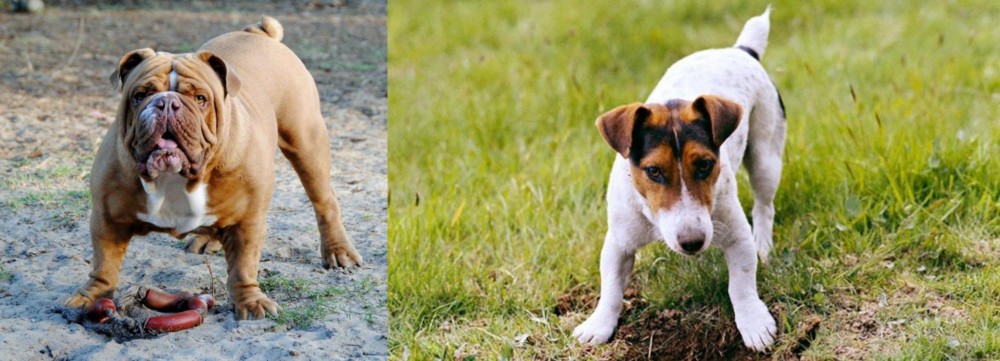 Russell Terrier vs Australian Bulldog - Breed Comparison