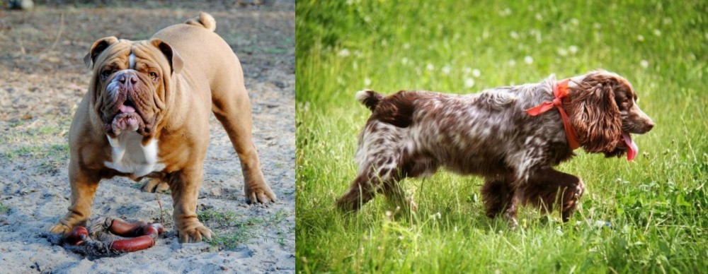 Russian Spaniel vs Australian Bulldog - Breed Comparison